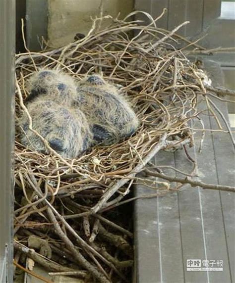 鳥築巢 風水|【家中有鳥築巢】鳥築巢兆頭！家中有鳥築巢的風水好運